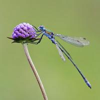 Emerald Damselfly 4 